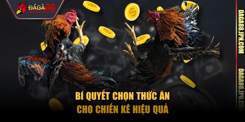 Bí quyết chọn thức ăn cho chiến kê hiệu quả