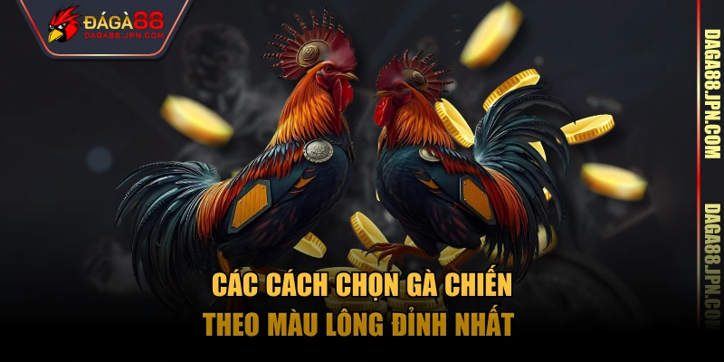 Các cách chọn gà chiến theo màu lông đỉnh nhất 