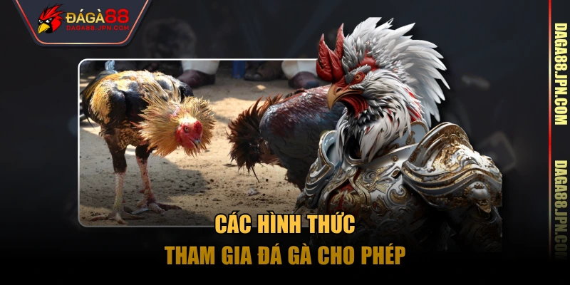 Các hình thức tham gia đá gà cho phép
