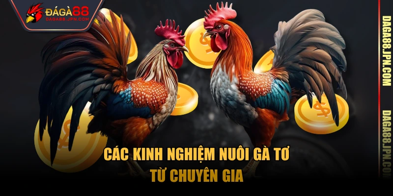Các kinh nghiệm nuôi gà tơ từ chuyên gia