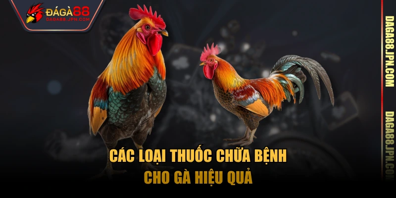 Các loại thuốc chữa bệnh cho gà hiệu quả