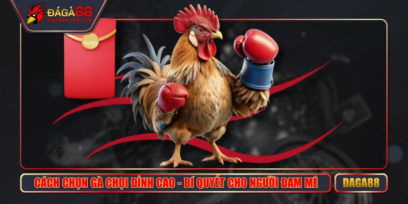 Cách Chọn Gà Chọi