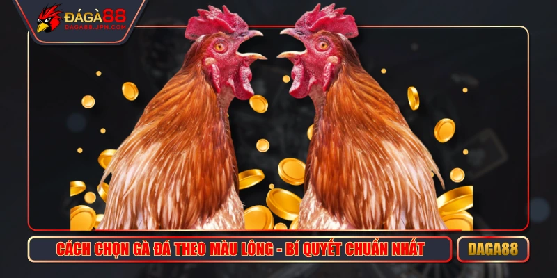 Cách Chọn Gà Đá Theo Màu Lông