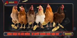 Cách Chọn Gà Mái Giống