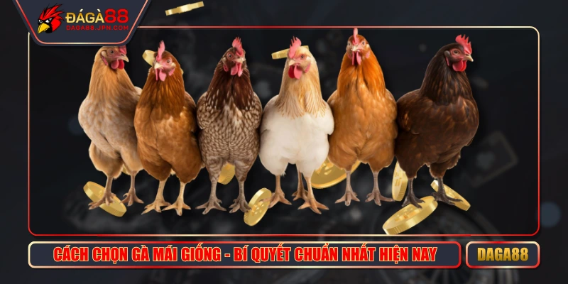 Cách Chọn Gà Mái Giống
