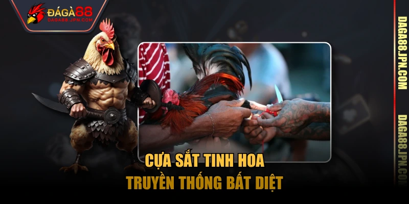 Cựa sắt tinh hoa truyền thống bất diệt