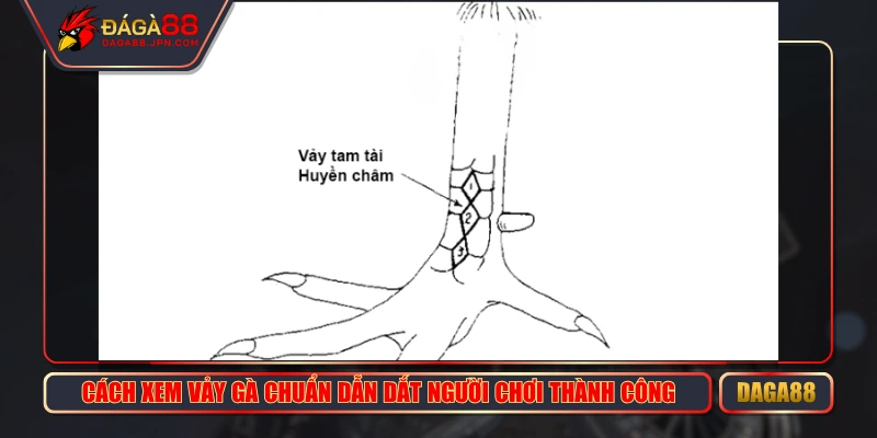 Cách Xem Vảy Gà