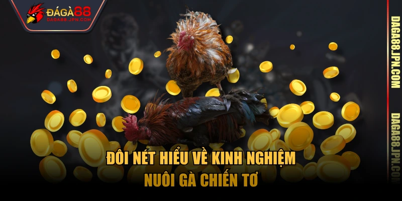 Đôi nét hiểu về kinh nghiệm nuôi gà chiến tơ