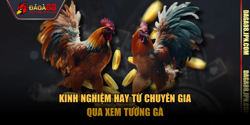 Kinh nghiệm hay từ chuyên gia qua xem tướng gà