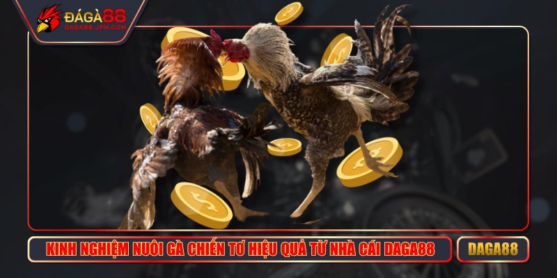 Kinh Nghiệm Nuôi Gà Chiến Tơ