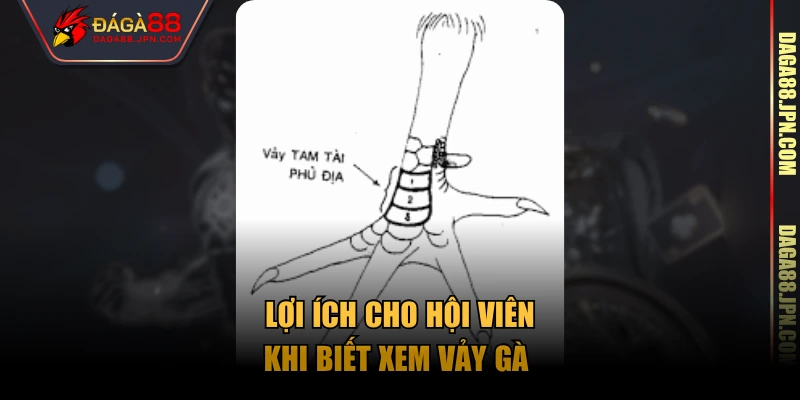 Lợi ích cho hội viên khi biết xem vảy gà 