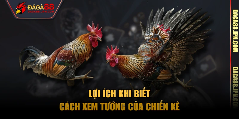 Lợi ích khi biết cách xem tướng của chiến kê