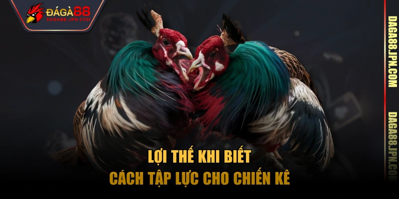 Lợi thế khi biết cách tập lực cho chiến kê