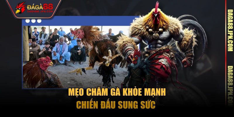  Mẹo chăm gà khỏe mạnh, chiến đấu sung sức