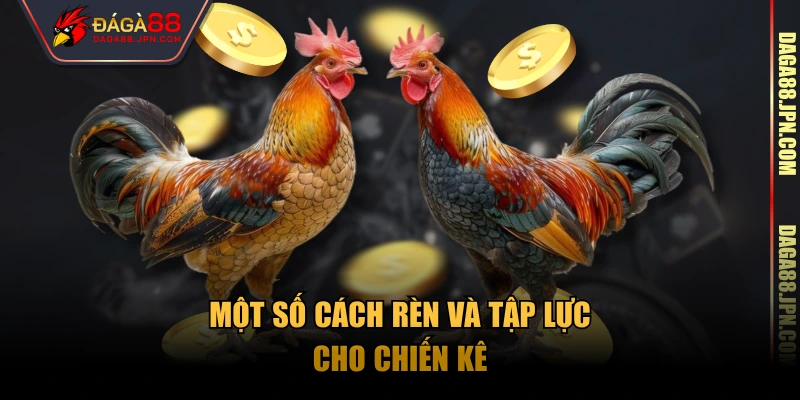 Một số cách rèn và tập lực cho chiến kê