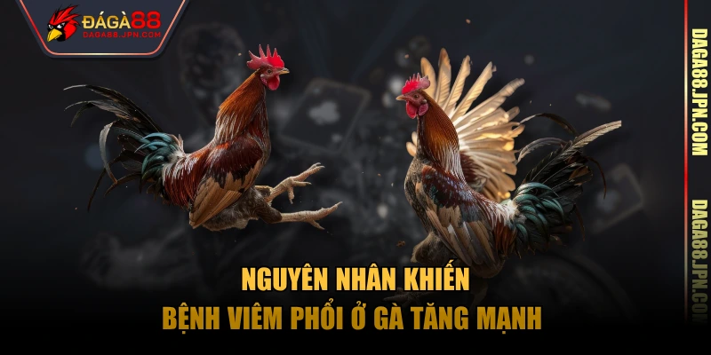 Nguyên nhân khiến bệnh viêm phổi ở gà tăng mạnh 