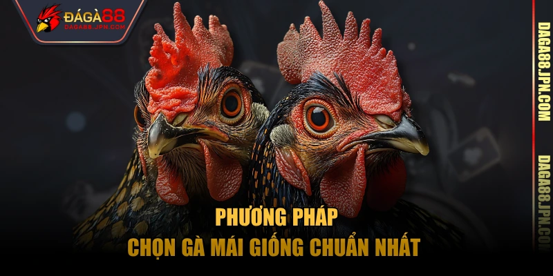 Phương pháp chọn gà mái giống chuẩn nhất 