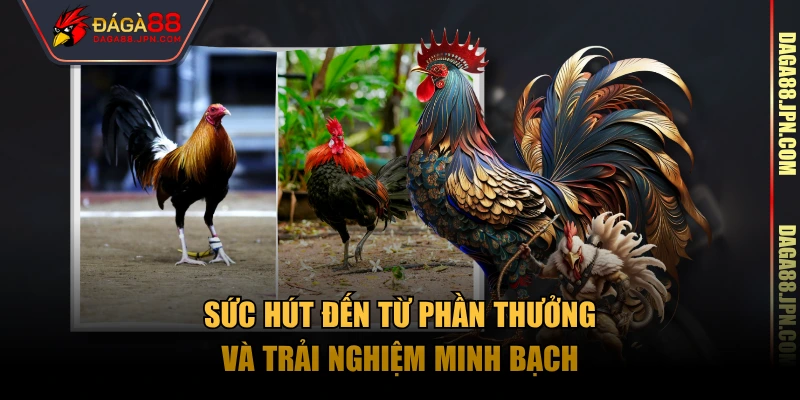 Sức hút đến từ phần thưởng và trải nghiệm minh bạch