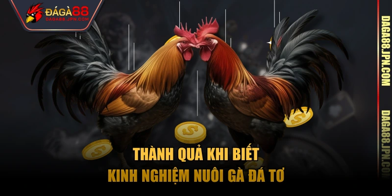 Thành quả khi biết kinh nghiệm nuôi gà đá tơ