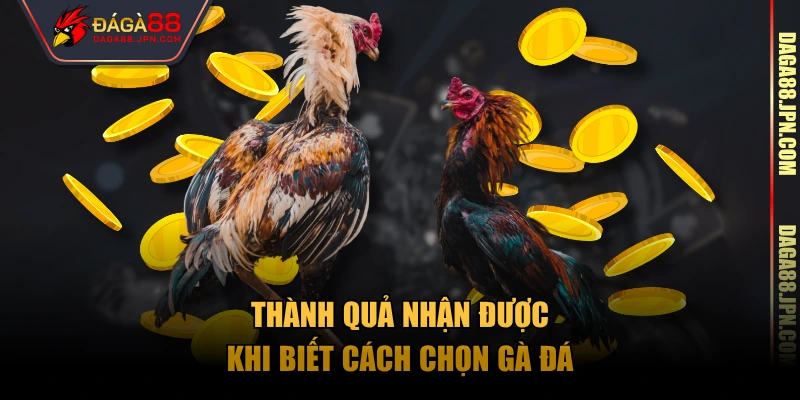 Thành quả nhận được khi biết cách chọn gà đá
