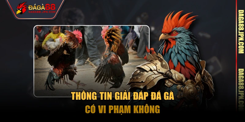 Thông tin giải đáp đá gà có vi phạm không
