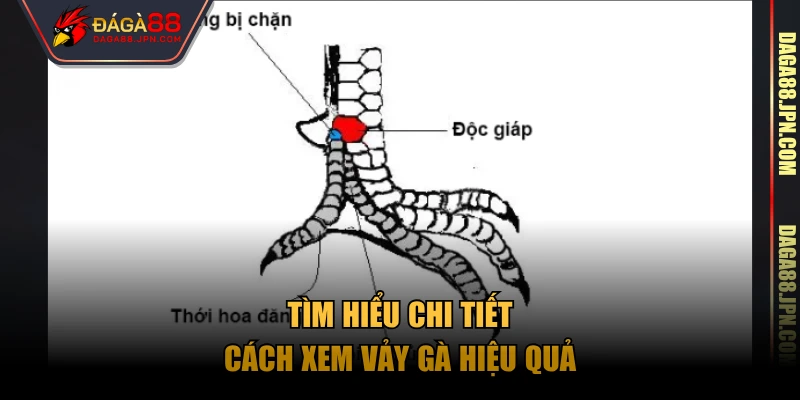 Tìm hiểu chi tiết cách xem vảy gà hiệu quả