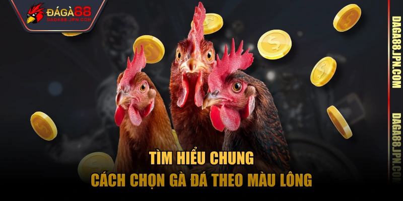 Tìm hiểu chung cách chọn gà đá theo màu lông