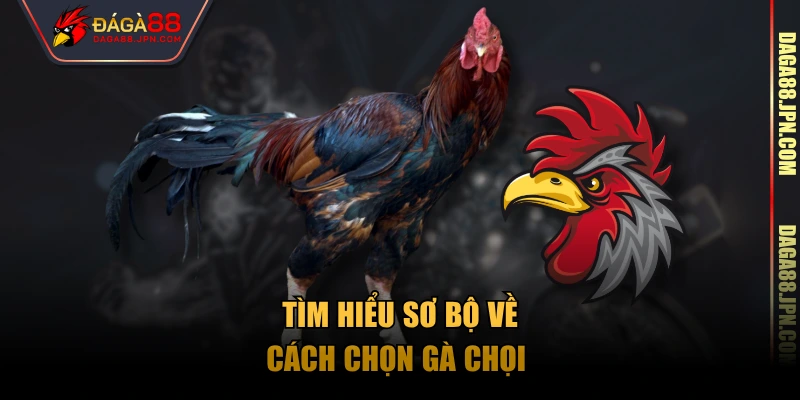 Tìm hiểu sơ bộ về cách chọn gà chọi 