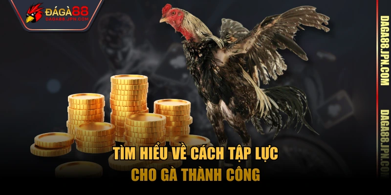 Tìm hiểu về cách tập lực cho gà thành công