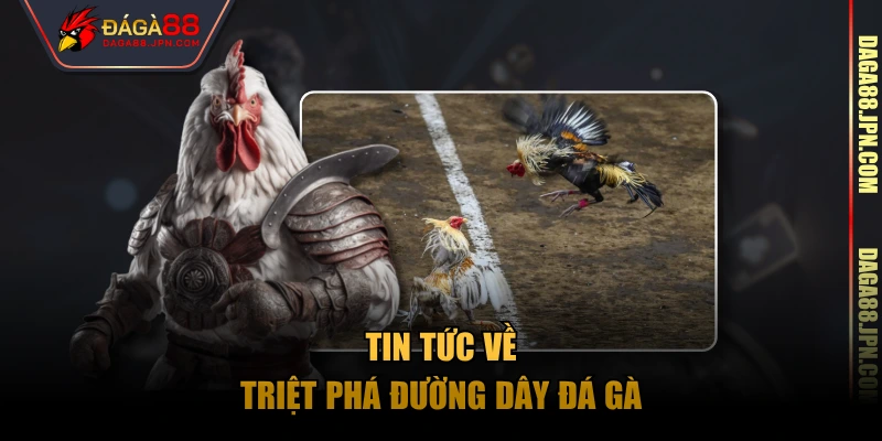 Tin tức về triệt phá đường dây đá gà