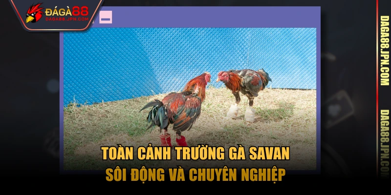 Toàn cảnh trường gà Savan sôi động và chuyên nghiệp