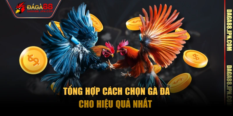Tổng hợp cách chọn gà đá cho hiệu quả nhất 