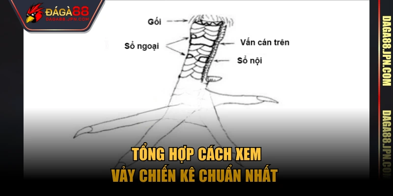 Tổng hợp cách xem vảy chiến kê chuẩn nhất 
