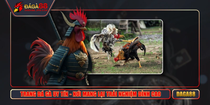Trang Đá Gà Uy Tín