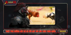 Triệt Phá Đường Dây Đá Gà