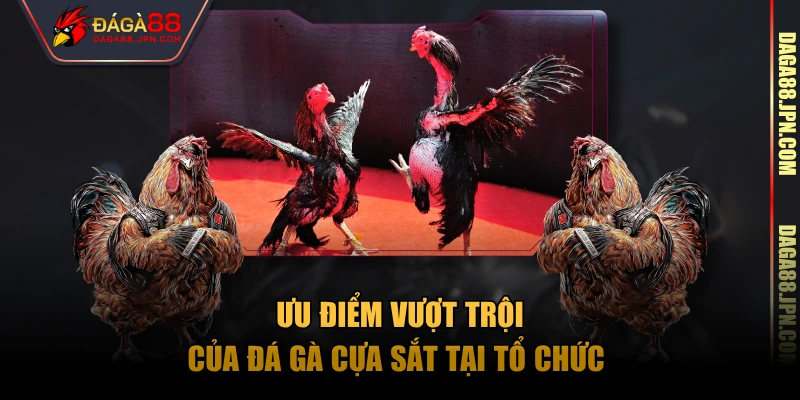 Ưu điểm vượt trội của đá gà cựa sắt tại tổ chức 