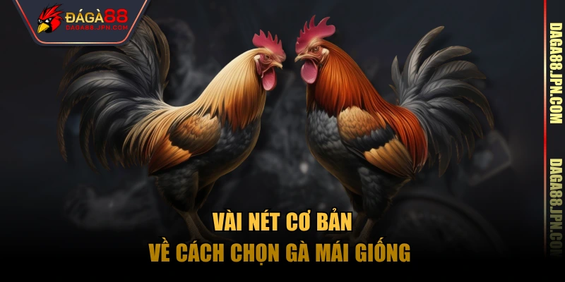 Vài nét cơ bản về cách chọn gà mái giống