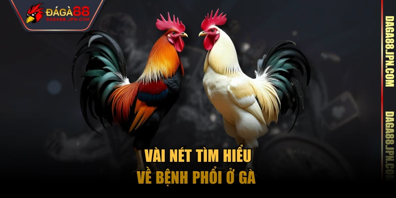 Vài nét tìm hiểu về bệnh phổi ở gà 